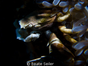 Porcelan crab at the Housereef of Alam Batu , Taken with ... by Beate Seiler 